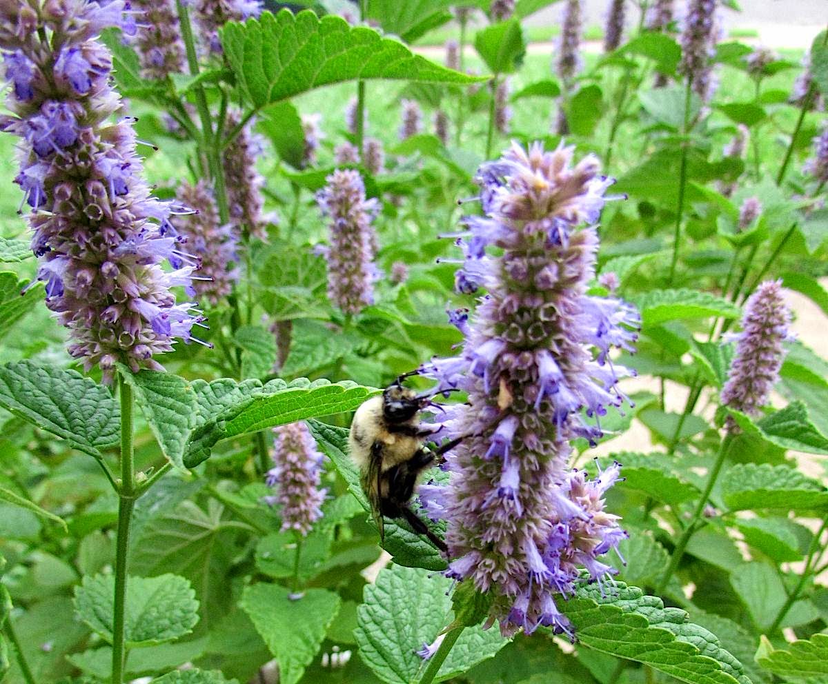 Anal sex caused hemorroids