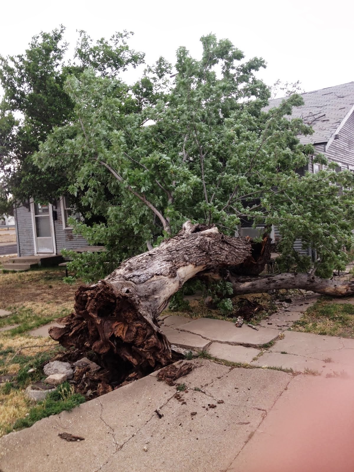 NewsChannel 10 Viewer Weather Pics Wind blew over tree!!!