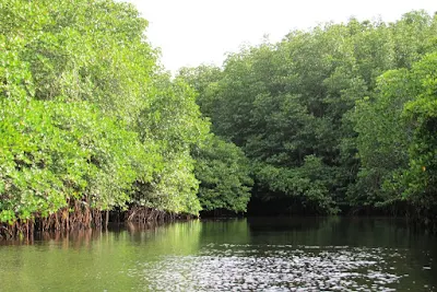 Hutan Mangrove dan Fungsinya Bagi Lingkungan