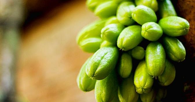 TUGAS SEKOLAH TUGAS KLIPING TENTANG TUMBUHAN YANG