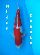 Jenis Ikan Koi Kohaku nidan kohaku