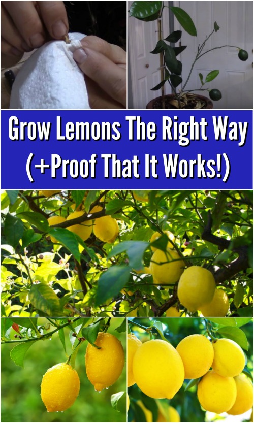 Ideas About How to Grow a Lemon Tree, Care and Tips Everything About