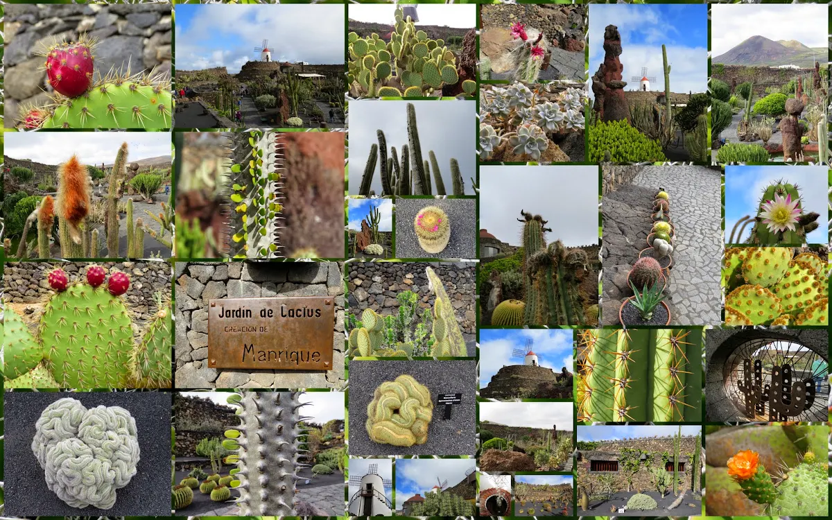 What to do in Lanzarote in January: Jardin de Cactus on Lanzarote