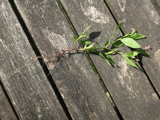 Redshank plant with roots. Redshank plant with roots.