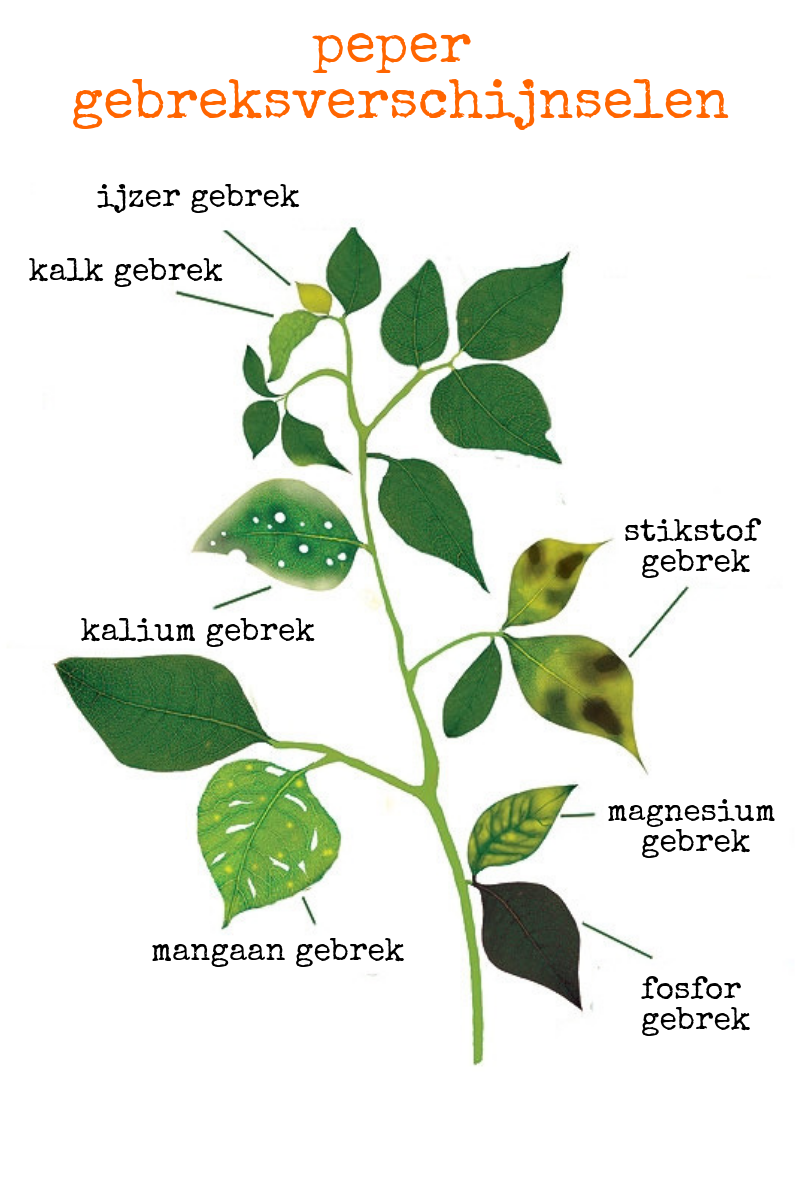 peper+gebreksverschijnselen.png
