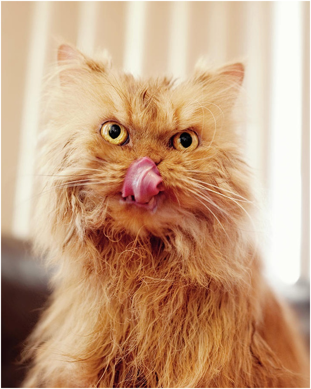 Persian cats breed Persian Cats Breed