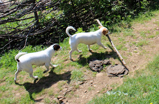 Thelma loved this stick; we brought it home Thelma loved this stick; we brought it home