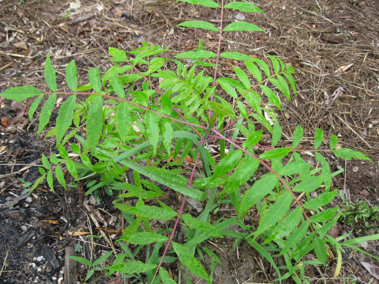 Poison Sumac Tree Home Decorating IdeasBathroom Interior Design