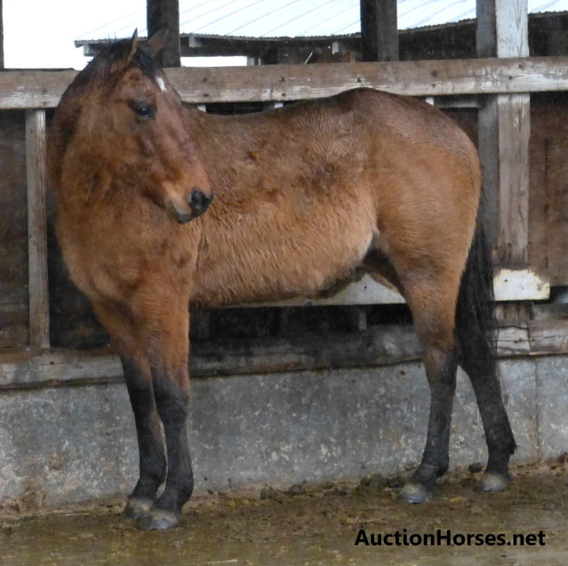 Stop Horse Kill Pens 2013