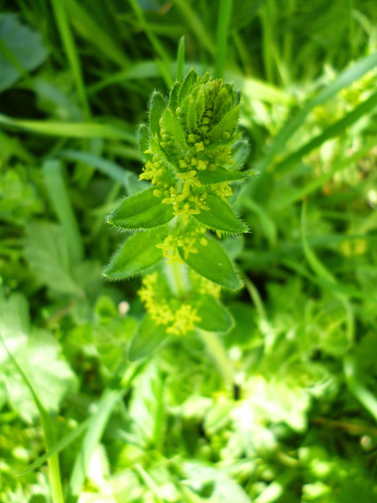crosswort yellow flower