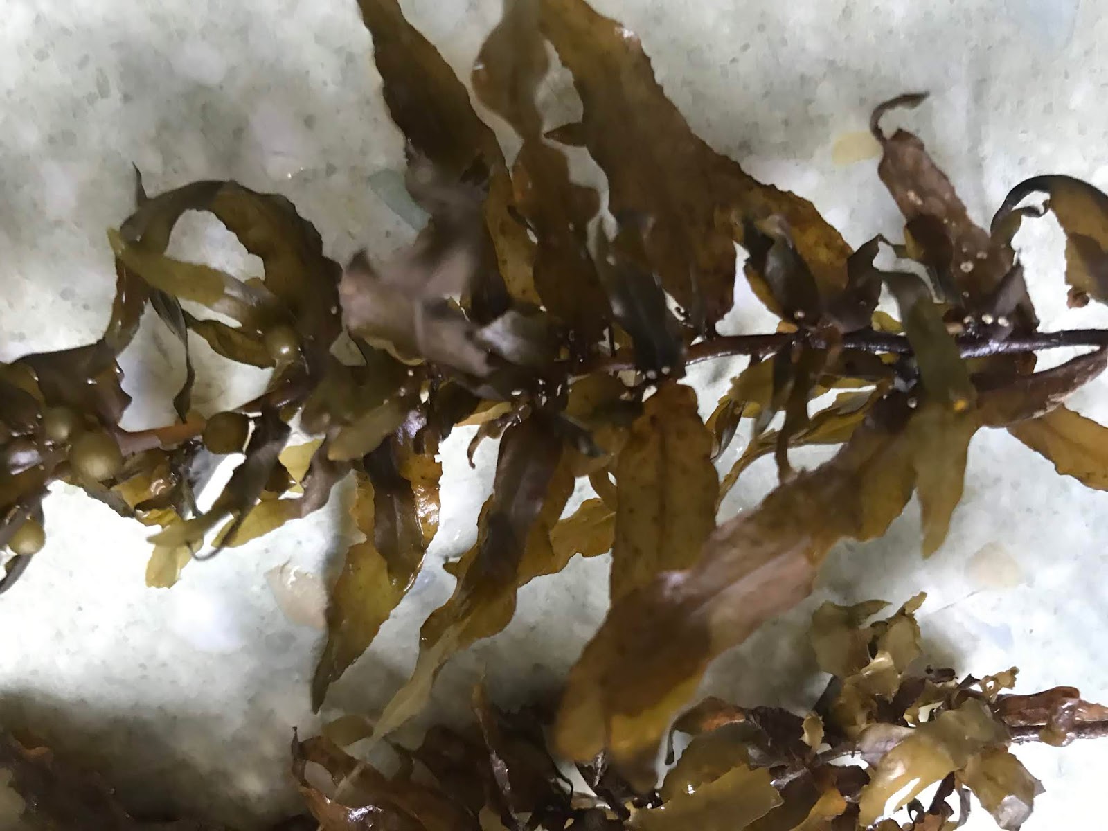 Eating Seaweed HEALTHY FOOD PLAN IDEA HEALTHY FOOD PLAN IDEA