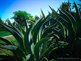 Beautiful Leaves Of Agave Plants In The Garden On A Sunny Day
