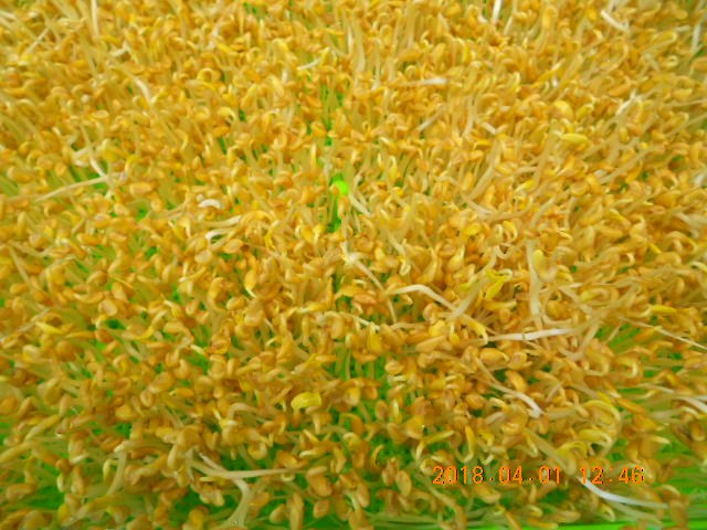 ��Ī��,��Ī�گ�,fenugreek,fenugreek-seeds,�����l,��Ī�ڽ��n,��Ī�ڬ�\��,��Ī�گ��\��,��Ī�ڵo����,��Ī�ڬ�