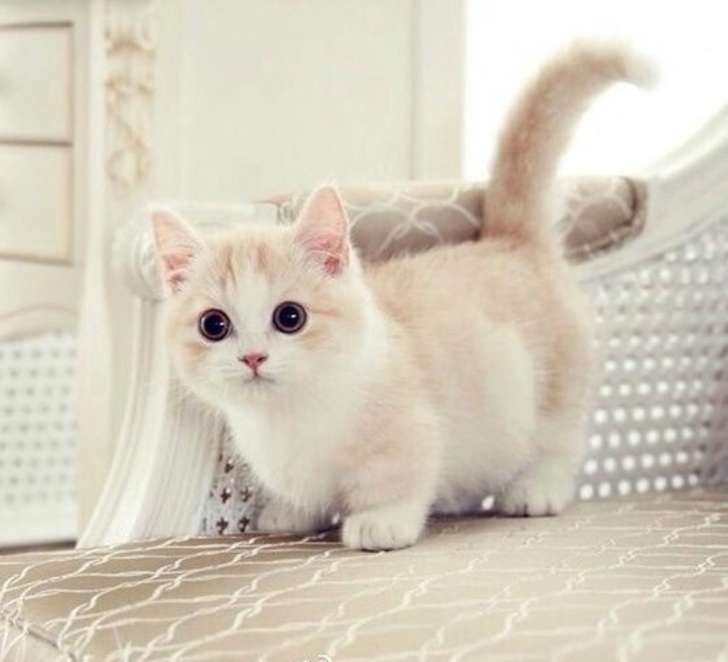 Marvelous 15 Munchkin Cat HD Photos Kitten Wallpaper And Kitty Pics