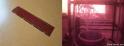 Infrared Test film negative