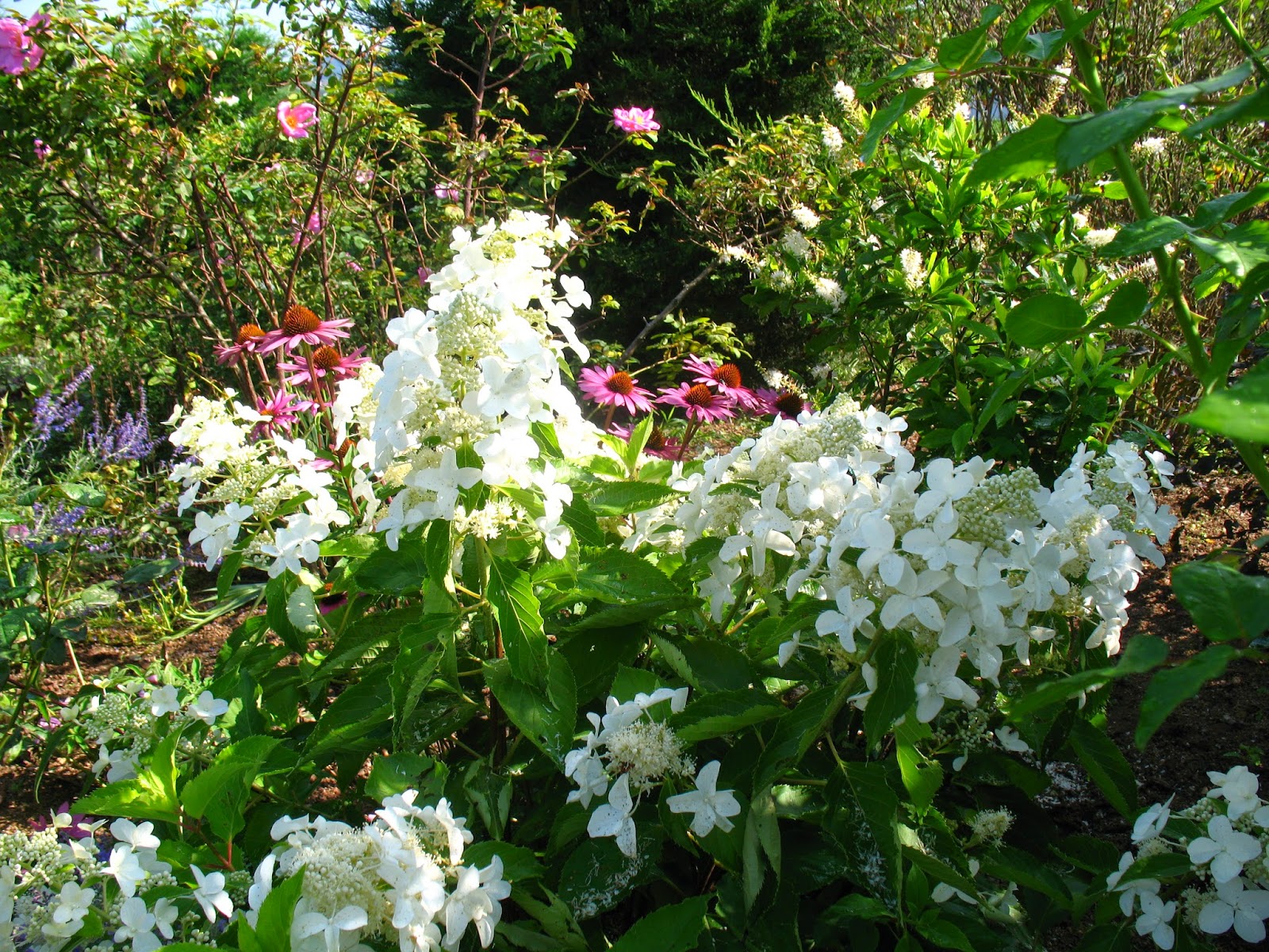 Petales Et Pattes De Velours