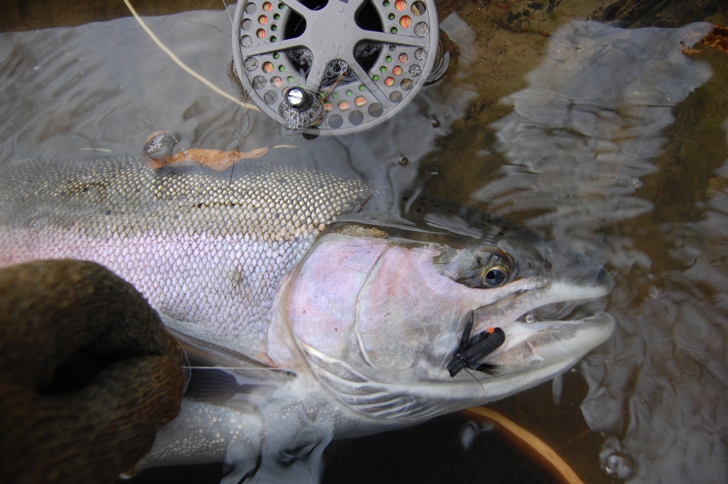 DRY LINE STEELHEAD OREGON Dry Fly Steelhead A Great Lakes Perspective