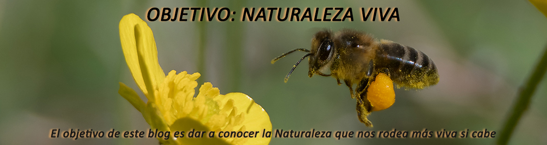 Objetivo: Naturaleza Viva