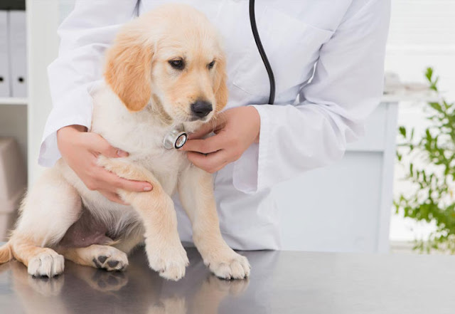 Asuransi Hewan Terbaik Di Simasnet Surfoi Tips