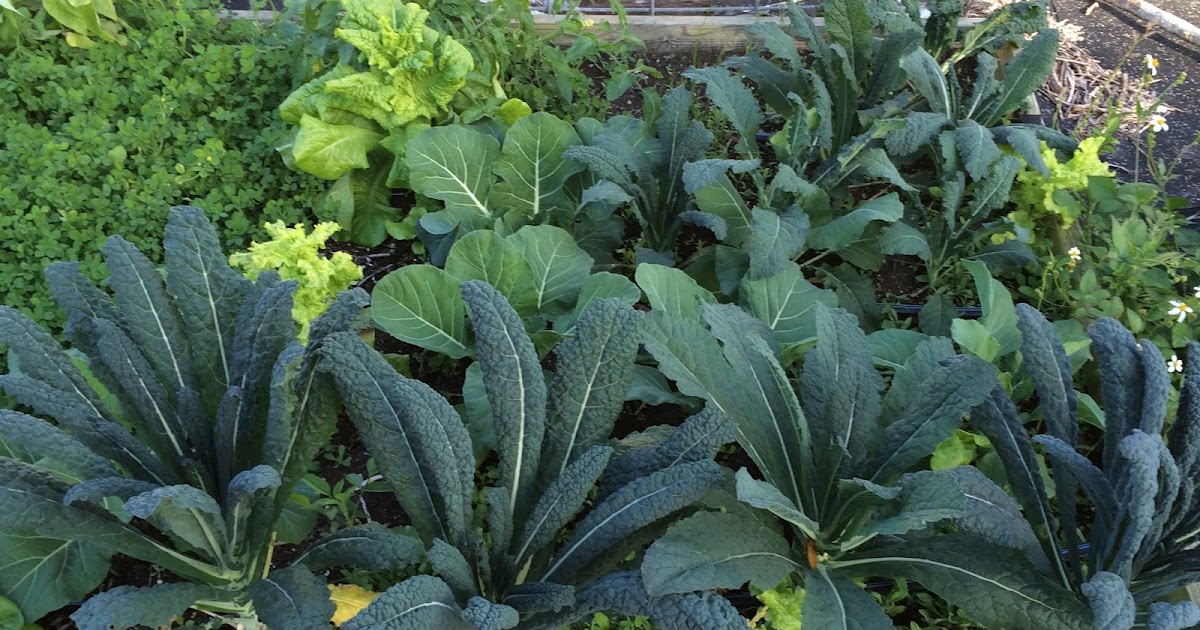 SUMMER CROPS CENTRAL FLORIDA intelligence overview