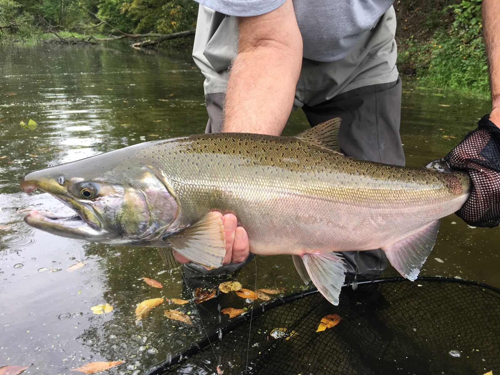 An amazing Michigan Pacific salmon Fall to come ! learn to fish Kings