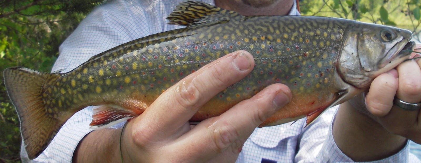 Slab Seeker Fishing Fishing Minnesota Trout Lakes