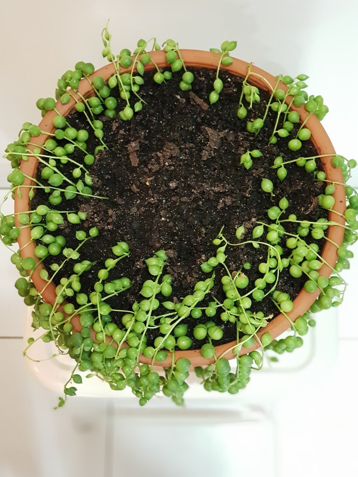 String of Pearls A Sad Story About Root Rot.