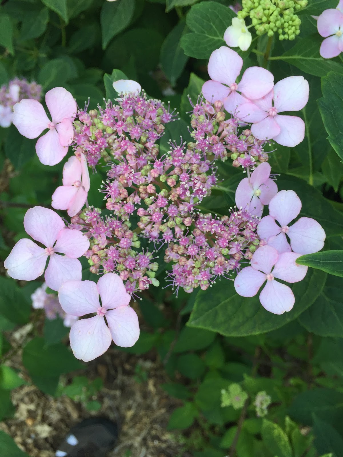 Beautiful Thickets Of Shrubs With Bright Spring Purple Flowers Of