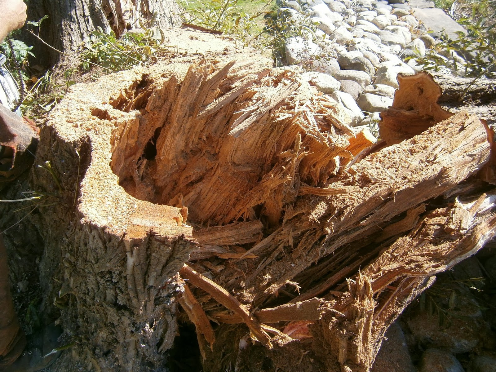 Flannel & Suspenders A Vermont Life The Death of a Willow Tree