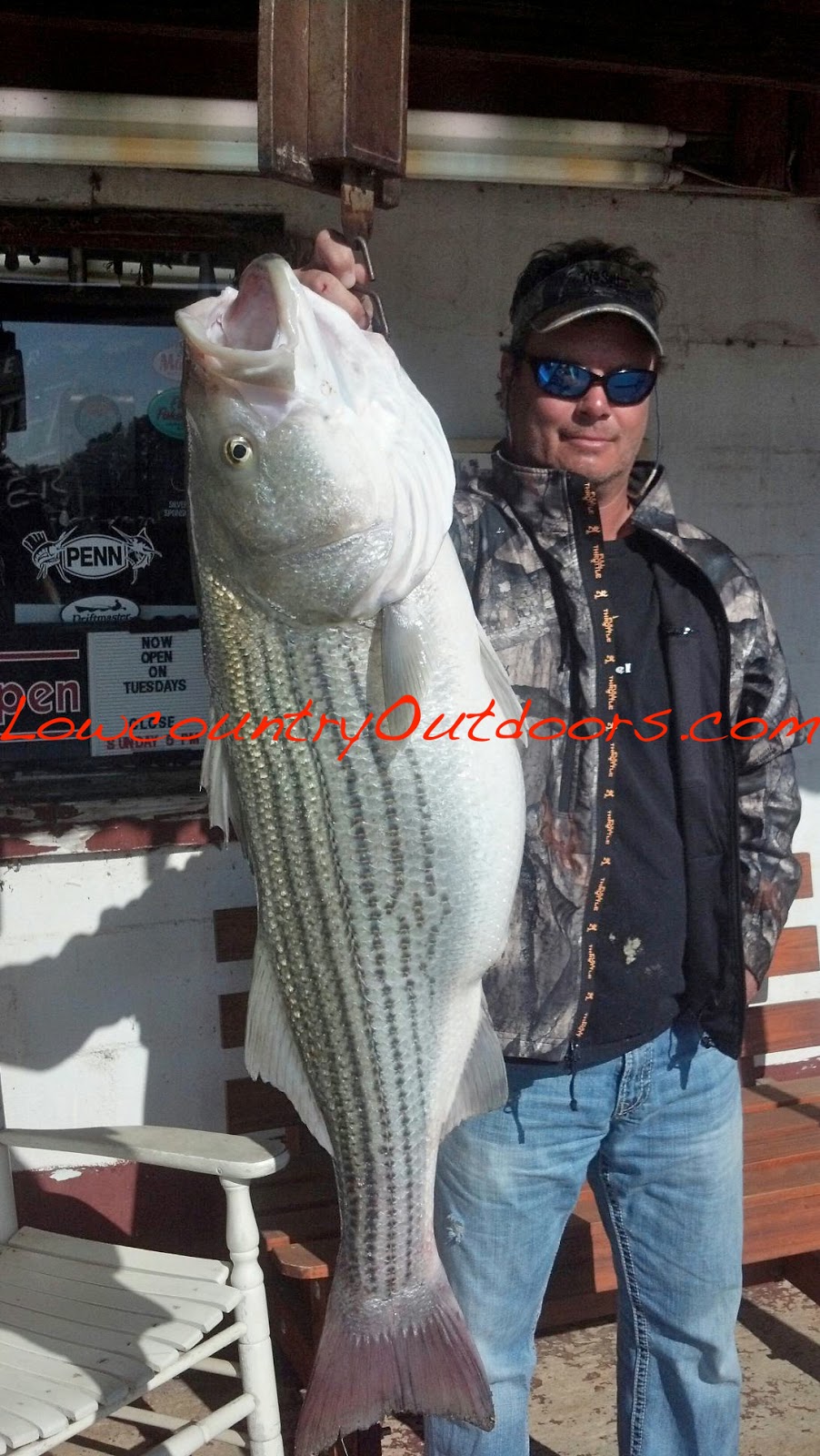 Lowcountry outdoors Lake Murray striper tips scale at 32pounds