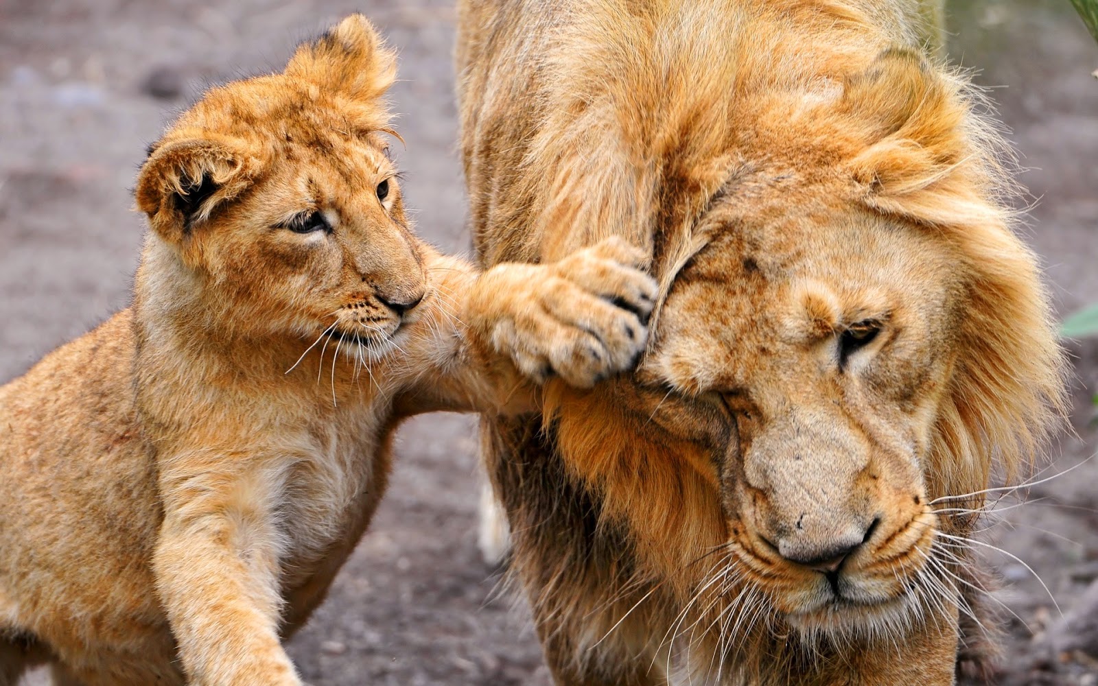 Cute Animal Wallpaper Exceptional Cute Animal Wallpaper Exceptional