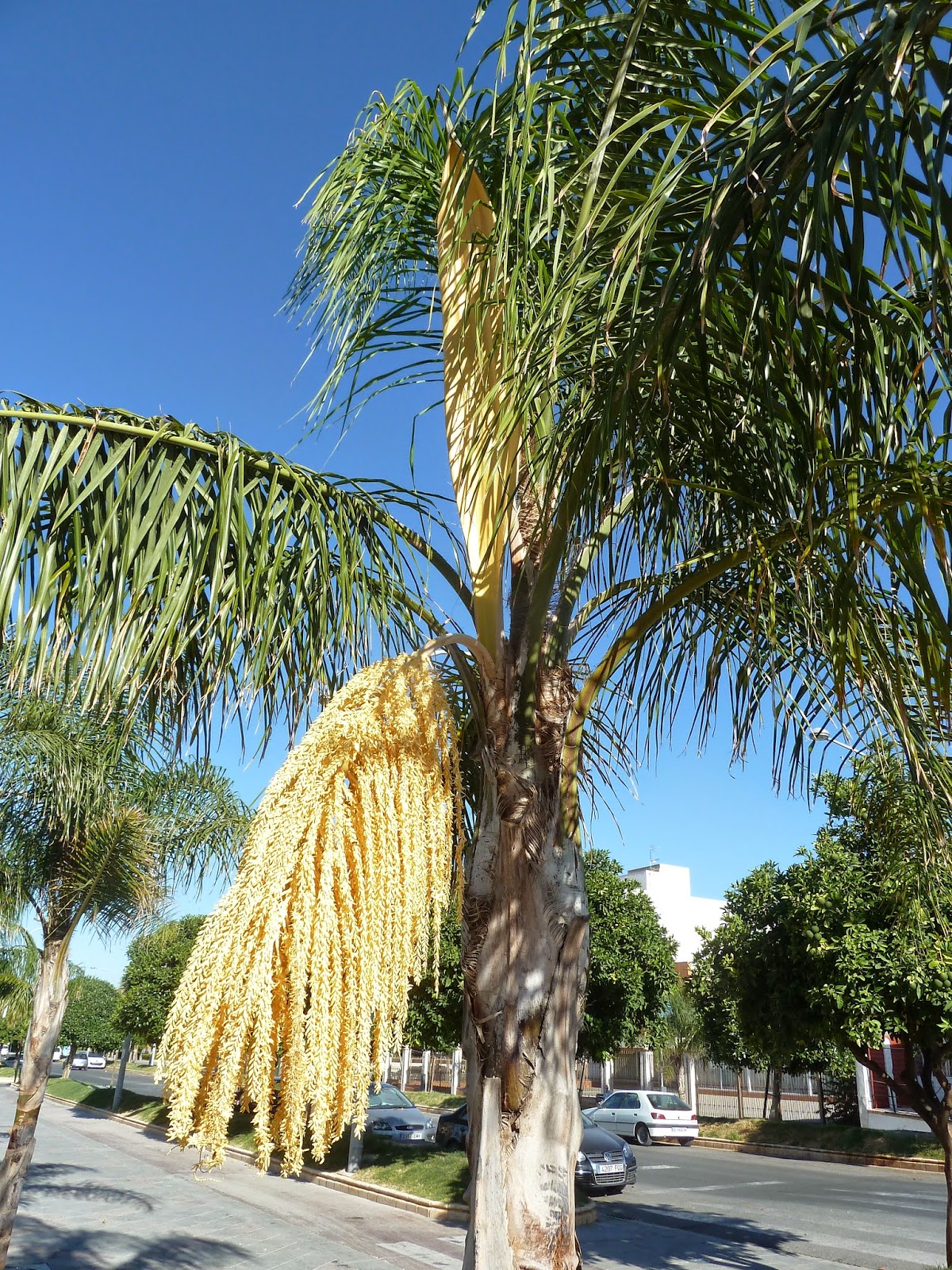 Dávila Botánico Coco plumoso, coquito, palma de la reina