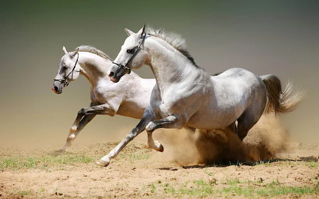 Twee witte paarden op volle snelheid