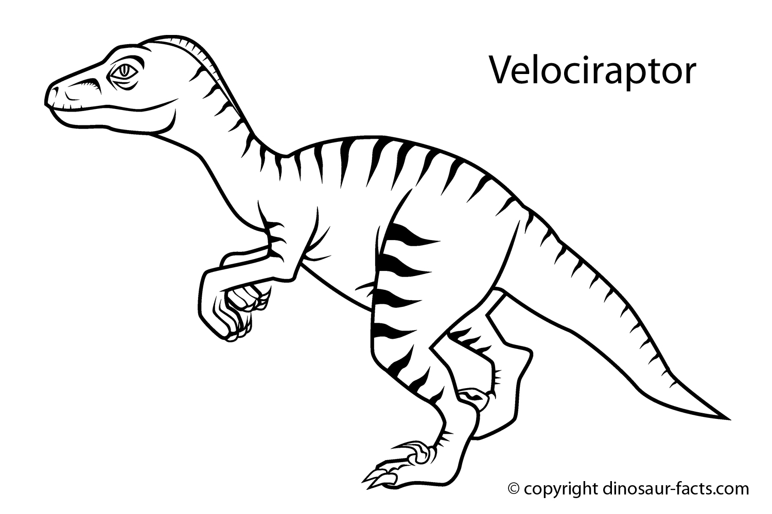 Room 11 Totara Park Scool: Velociraptor