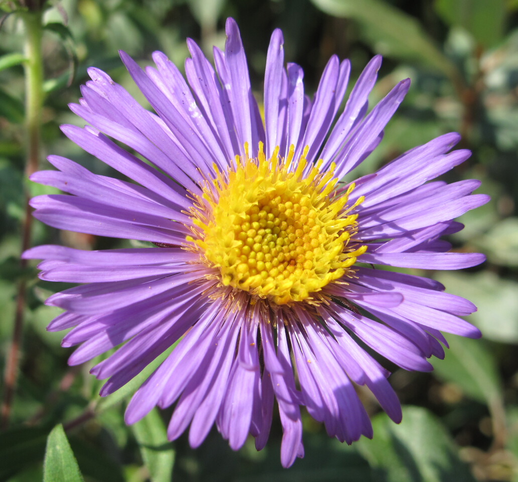 The Joyce Road Neighborhood Wildflower New England Aster