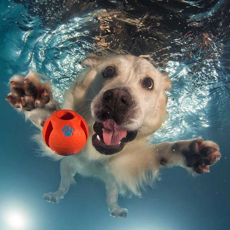 Underwater Dogs: The Funniest Pictures of Swimming Dogs