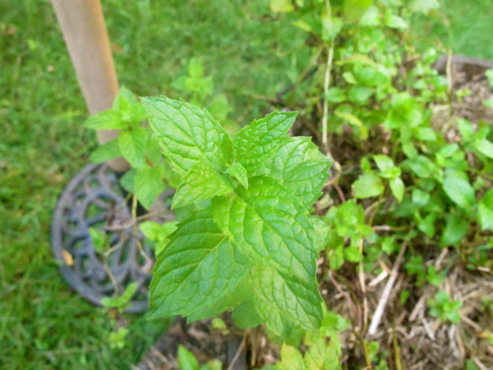 the wren and rabbit fresh mint and stinging nettle tea