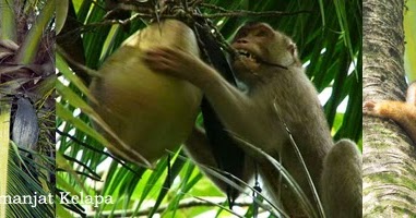 Uniknya Beruk Metik Kelapa Di Sumatera Barat Hewan Pintar Yang