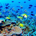 Petición para salvar la Gran Barrera de Coral en Australia supera las 770 mil firmas