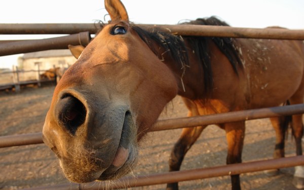 Photos in HD of Horse Long Nose
