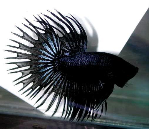 IKAN CUPANG TERINDAH,TERBAGUS DAN TERMAHAL ~ Abu-Kelabu