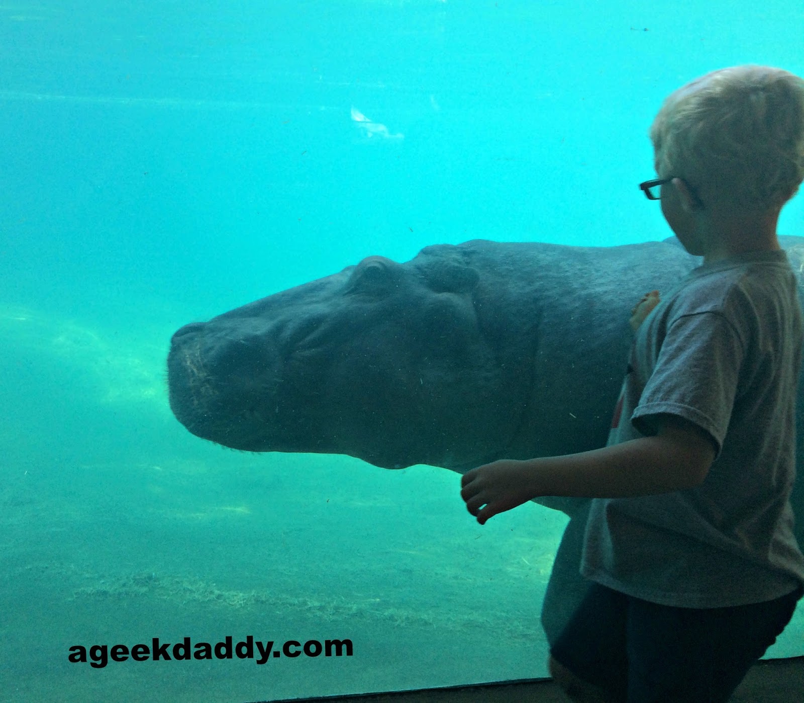 A GEEK DADDY Toledo Zoo named BEST ZOO in the United States