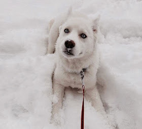 بالصور: حيوانات لطيفة تلعب في الثلج للمرة الأولى