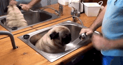 Funny animal gifs - part 258, best funny gif, animal gifs