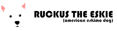 Ruckus the Eskie