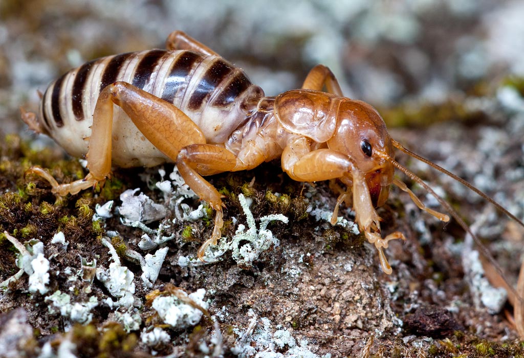 Chris The Photog Niñas de la Tierra