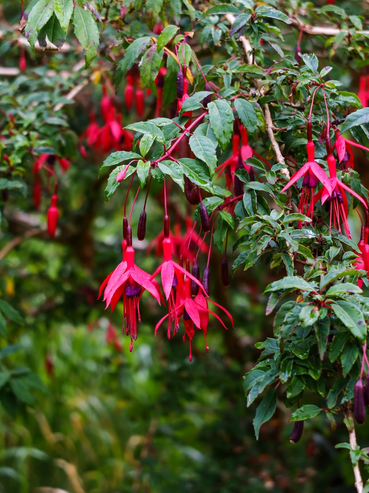 Red fuchsia flowers hanging from the shrub.