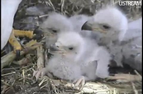 Eagles Have Flown ( Decorah Eagle Branch)