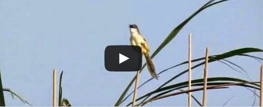 Ciri Ciri Burung Prenjak Tebu Jantan Dan Betina Blog Tentang Burung