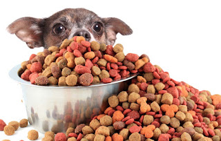 Best dog food brands tips